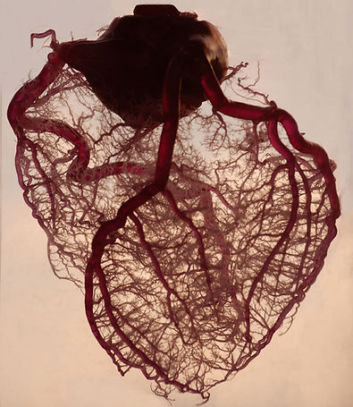 Vasculature of the Heart