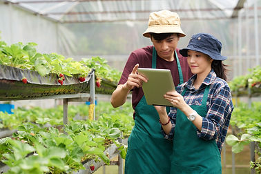Tineri fermieri care urmăresc o tabletă într-o grădină de căpșuni