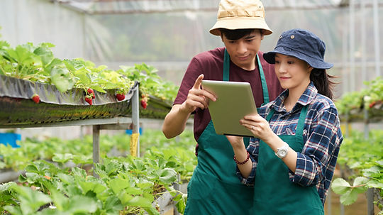 Young farmers watching a tablet in a strawberry garden