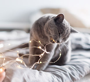 Grey cat playing