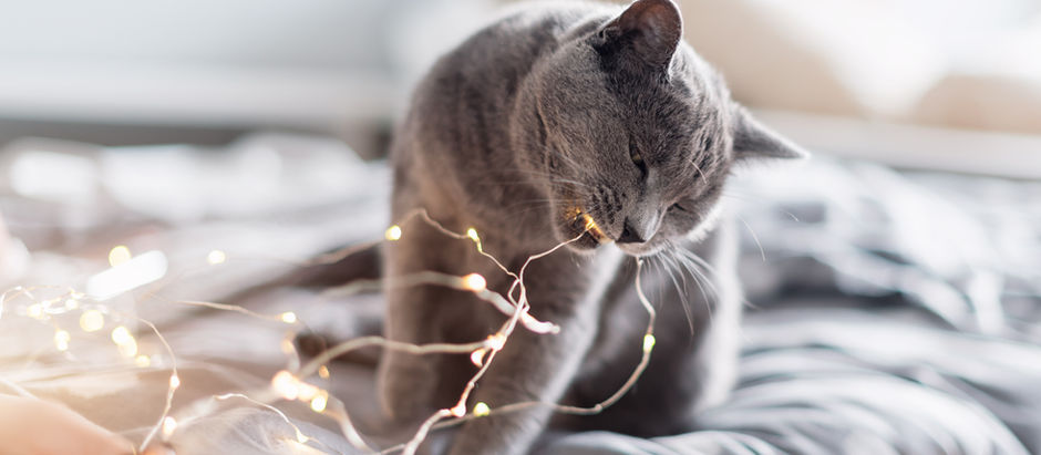 cat playing with string of lights