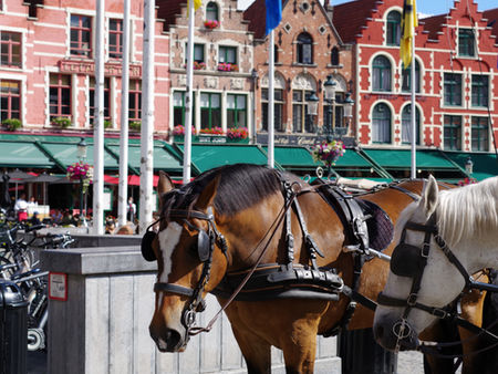 10 common expressions that have their origins in horses