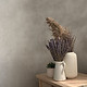 Dry Plants