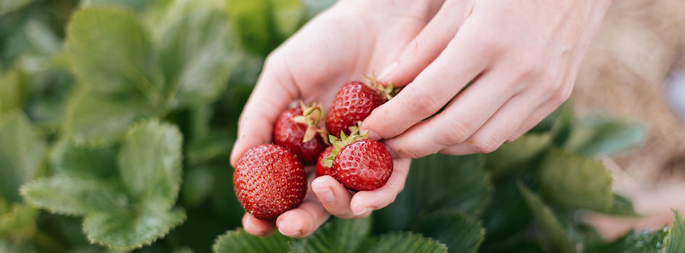いちご　グリーンファーム秋山