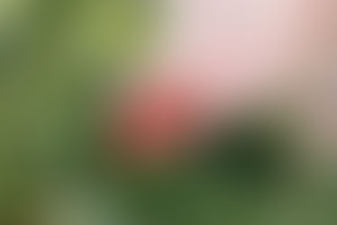 Probing Mexico’s Strawberry Exports