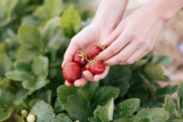 All season strawberry plant collection