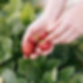 Strawberry fields forever- 29/8
