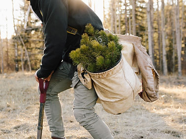 Neue Bäume pflanzen