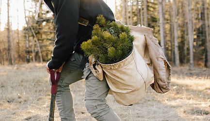 Planting New Trees