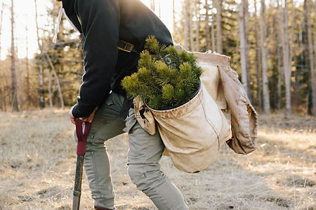 Planting New Trees