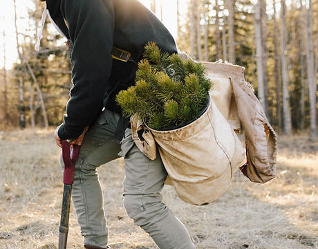Tree Planting Activity