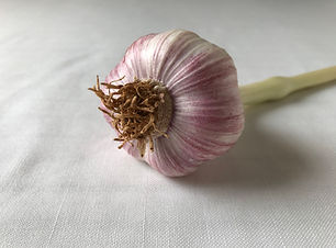Single Garlic Bulb