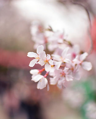 桜の花びら