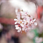 桜の花びら