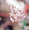 桜の花びら