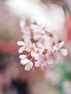 White Flower Petals