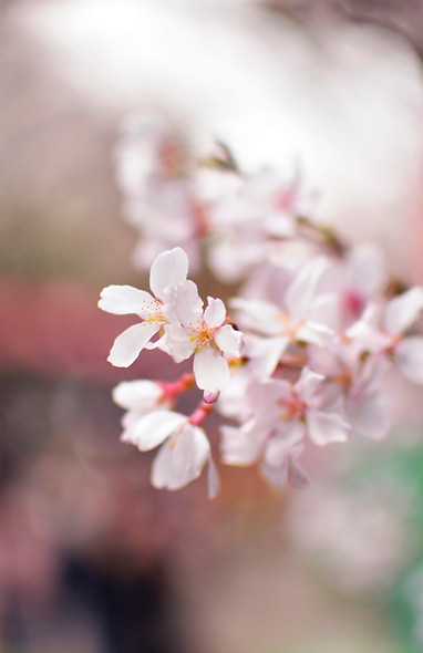 Pétales de fleurs blanches