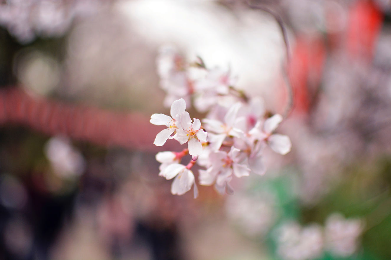 White Flower Petals