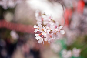 桜の花びら
