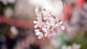 非弁膜症性心房細動と新しい抗凝固薬