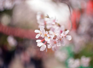 White Flower Petals