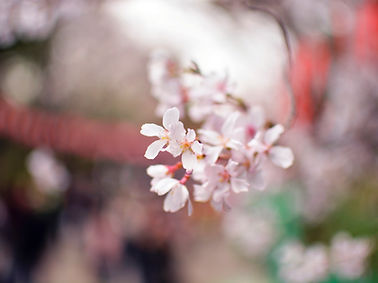 White Flower Petals