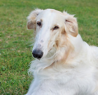 Pet Vaccinations Breadstone