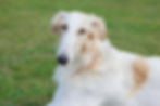 Dog lying in the grass