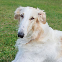 Perro extragrande pelo largo acostado en el pasto