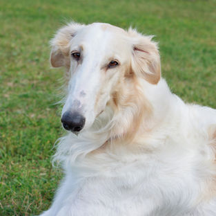 Hund im Gras liegend