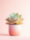Succulent Plant