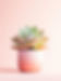 Succulent Plant