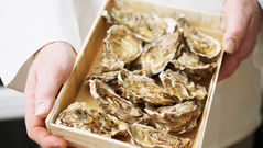 Oyster project against water pollution