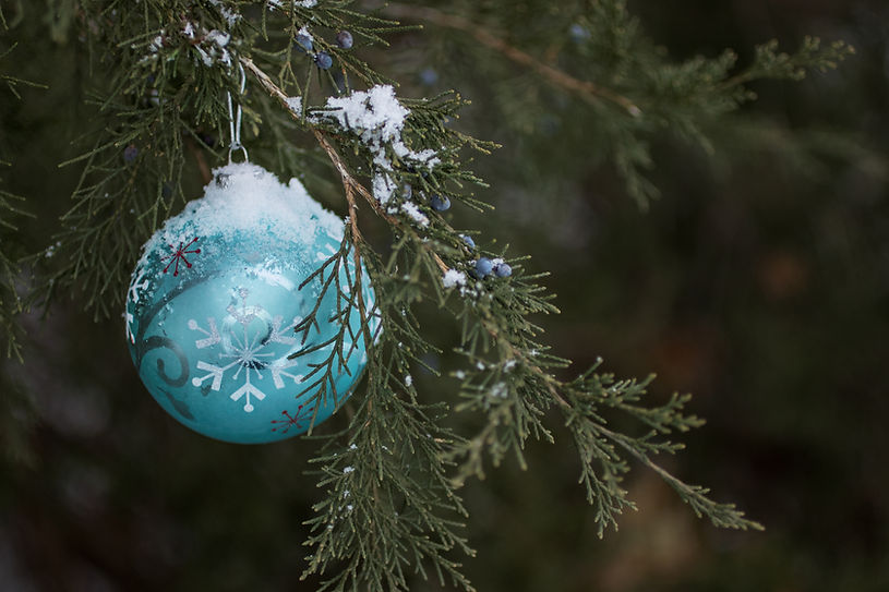 Schneebedeckter Ornamentzweig