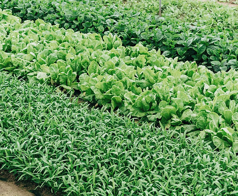 Vegetable Patch