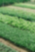 Potager
