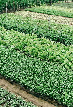 Vegetable Patch