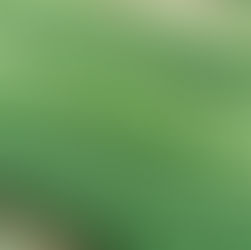 Vegetable farm growing many leafy greens.