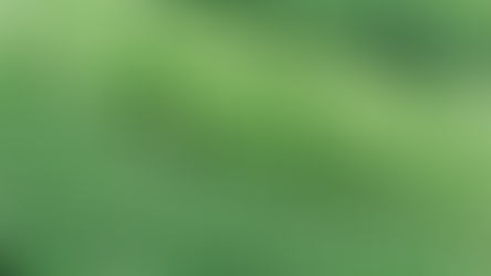 Vegetable farm growing many leafy greens.