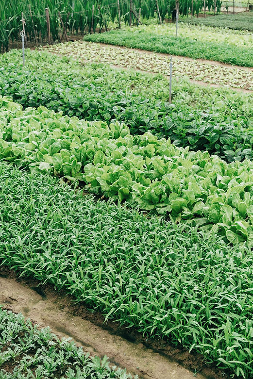 Vegetable Farm Rows