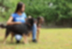 Volunteer with Dogs