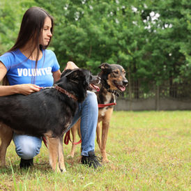 Most Common dog training techniques