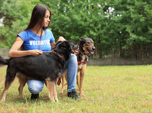 Discover the shocking truth about dog theft in the UK