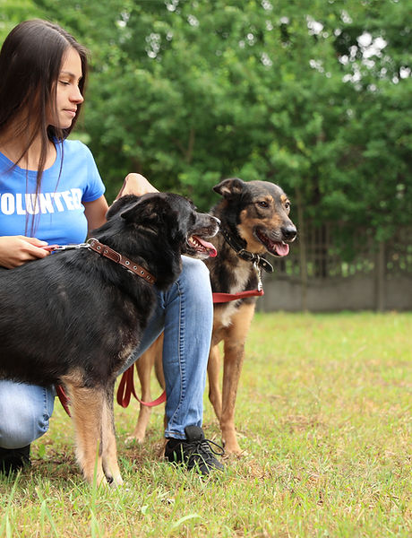 Girl with Dogs