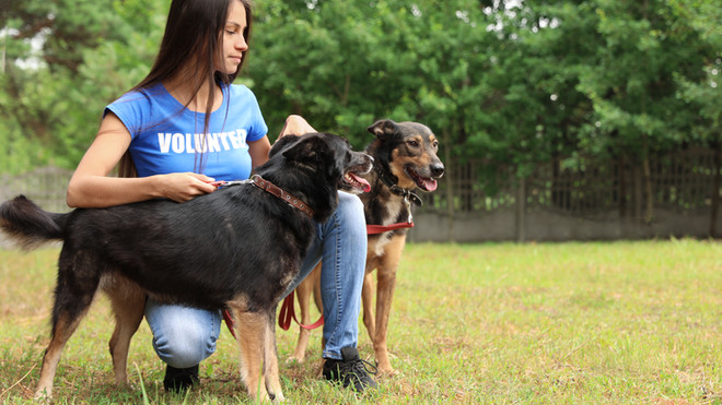 Brasília de Minas promove o Dia D para imunização de cães e gatos neste sábado