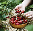 strawberries growing with cocopeat