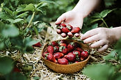 Picking Strawberries