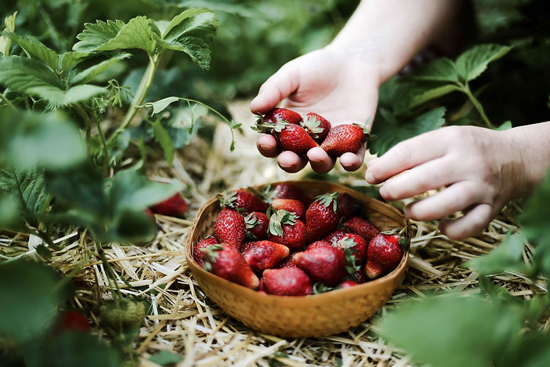 Strawberry Harvesting