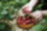 Picking Strawberries