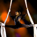 Acrobat pendurado em cordas